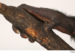 Chimpanzee Bonobo hand 0016.jpg